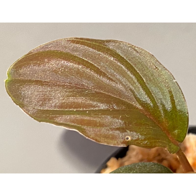 観葉植物 Homalomena sp. Miri