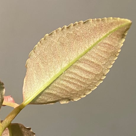 Ardisia sp. from Perlis Malaysia