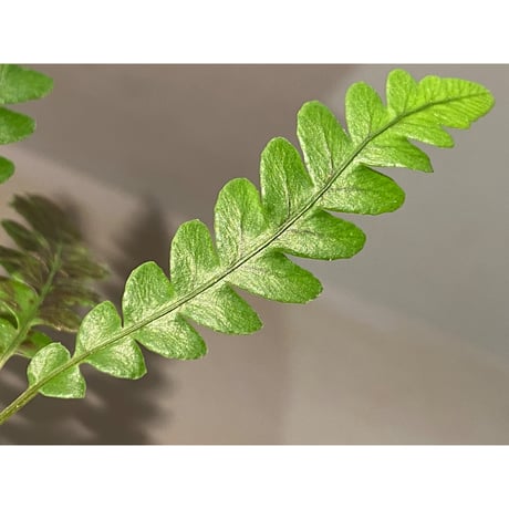 Blechnum obtusatum var. obtusatum from New Caledonia (固有種)