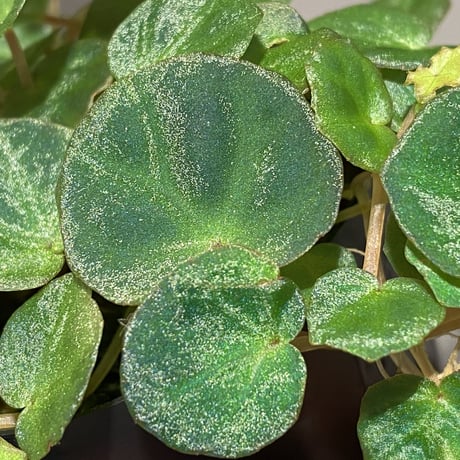 Begonia lichenora (sp.Mini) from Kalimantan Sarawak border [LA]