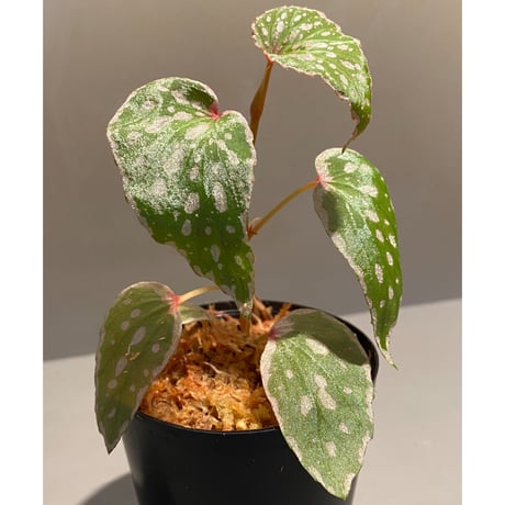 Begonia sp. from Tawau [TK071116-2]