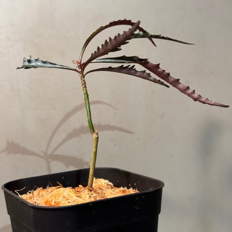 Labisia sp. from Jambi Sumatera
