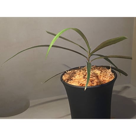 Ardisia sp. from Kapuas Hulu Kalimantan barat