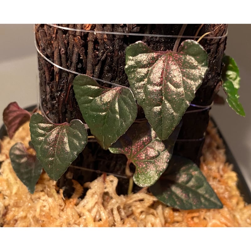 Piper sp. from Carranglan Nueva Ecija 標高1200m [