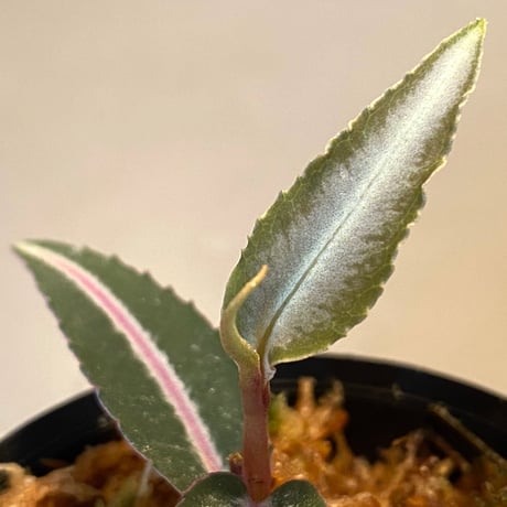 Labisia sp. from Kapuas hulu Kalimantan barat
