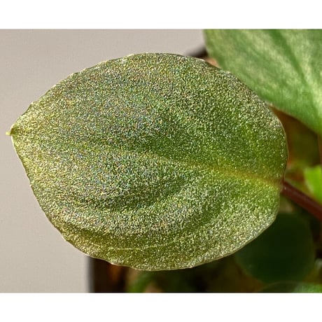 Homalomena sp. from Tambunan [TK200217]