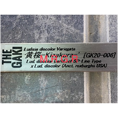 Ludisia discolor Variegata '黄桜-Kizakura-' [GK20-006]