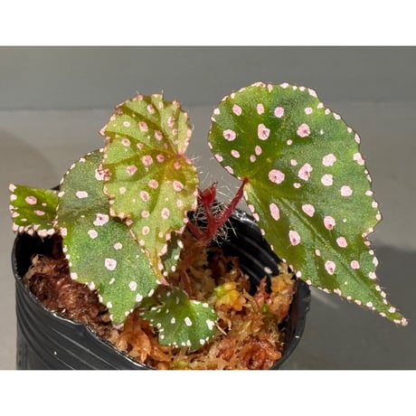 Begonia sp. "Muara Wahau" Kutai timur Kalimantan timur [TB]