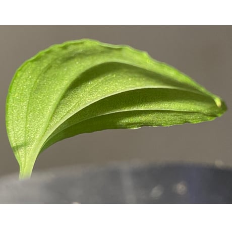 Homalomena sp. "Kayu Lapis" White Kal-barat [TB]