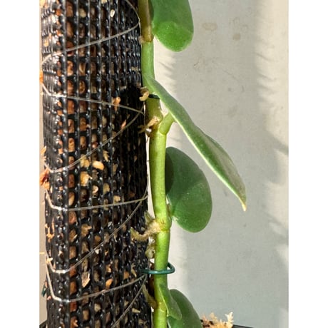 Rhaphidophora sp. from Khlong Yai Trat Thailand