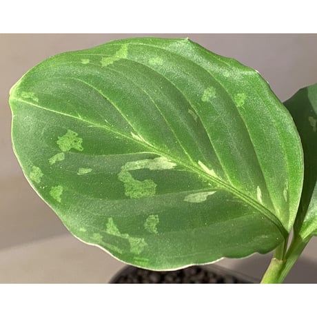 Aglaonema pictum CW1302 モザイク "Sumatra barat" [TB]