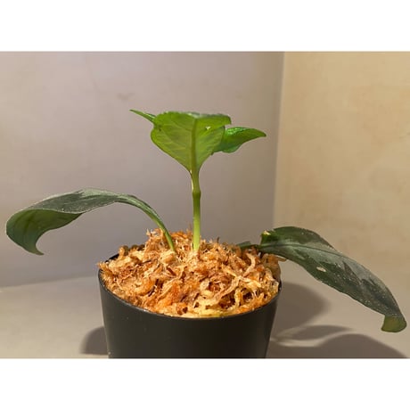 Gymnostachyum sp. from Aceh sumatera [LA1116-02]