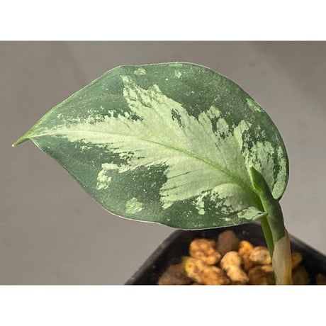 Aglaonema pictum"法皇緑"from Sumatera Barat [AZ0512-X]