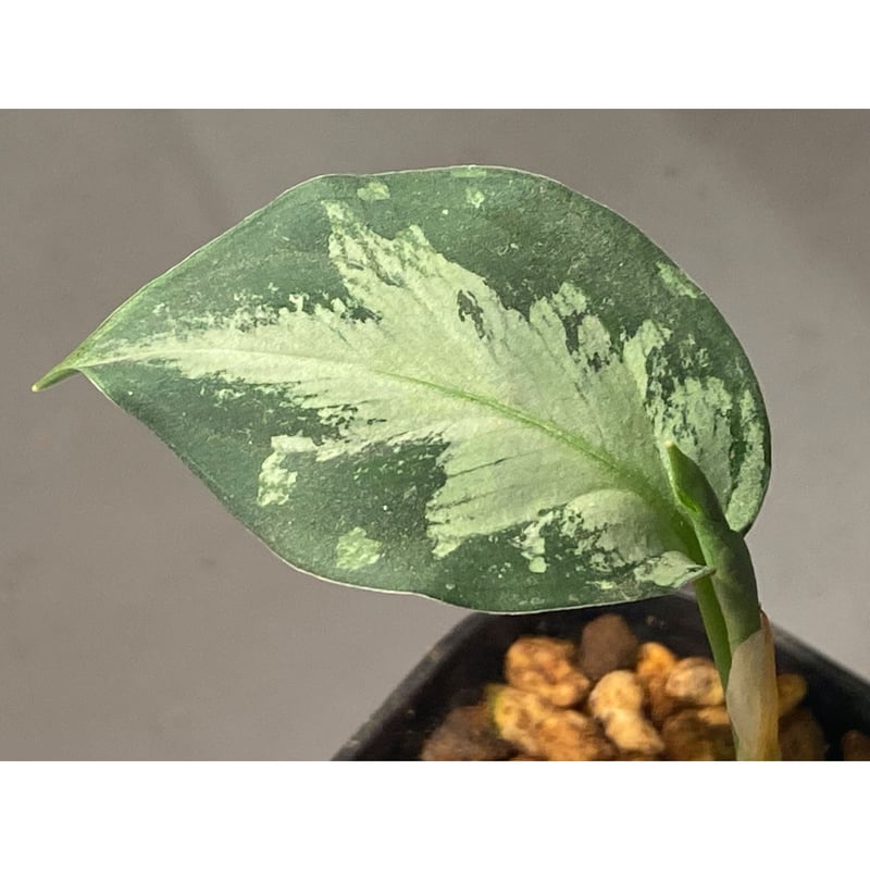 Aglaonema pictum
