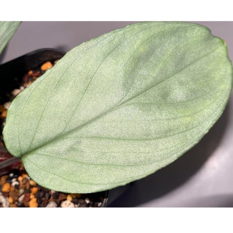 Homalomena sp. "Shirogane"  SGR from Pulau Linga [HW1017-XX]