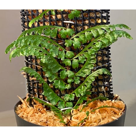 Teratophyllum aculeatum from Nanga pinoh [TB]