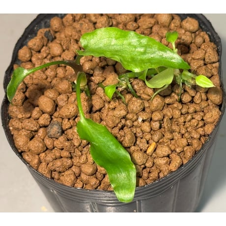 Cryptocoryne joshanii from Basilan island philippines [LA]