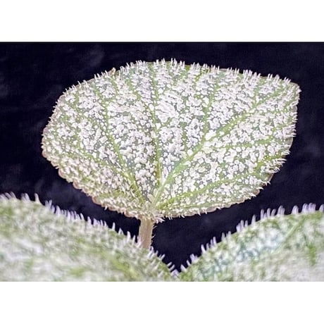 Begonia sp. from Trat Thailand