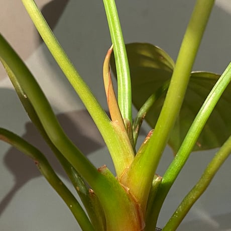 (大株) Homalomena sp. "Green widow" BNN from Sibolga timur [AZ0823-11]