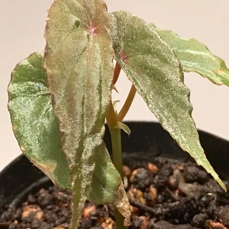 Begonia nothobaramensis (sp. Brunei)