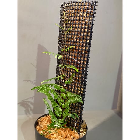 Teratophyllum aculeatum from Nanga pinoh [TB]