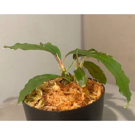 (2芽) Bucephalandra sp. "Super Red"