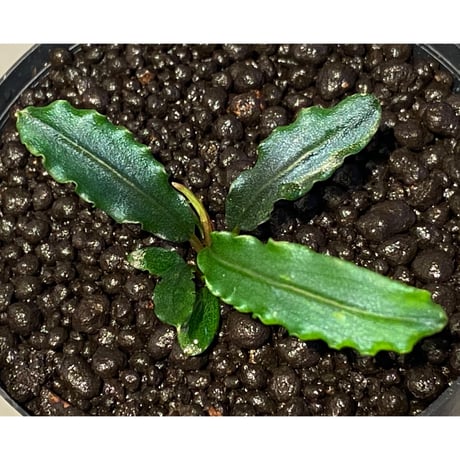 Bucephalandra sp. from "Mangat" [MF0417-2A] ②