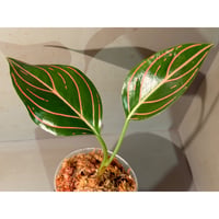 Aglaonema Red Army