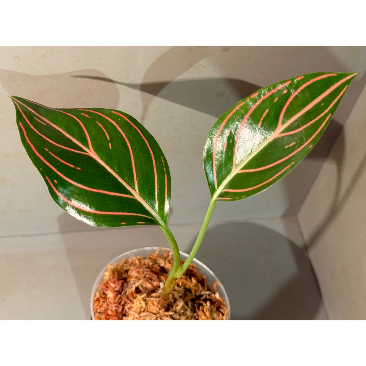 Aglaonema Red Army | Ｍ・Ｒ・Ｇ・Ｒ