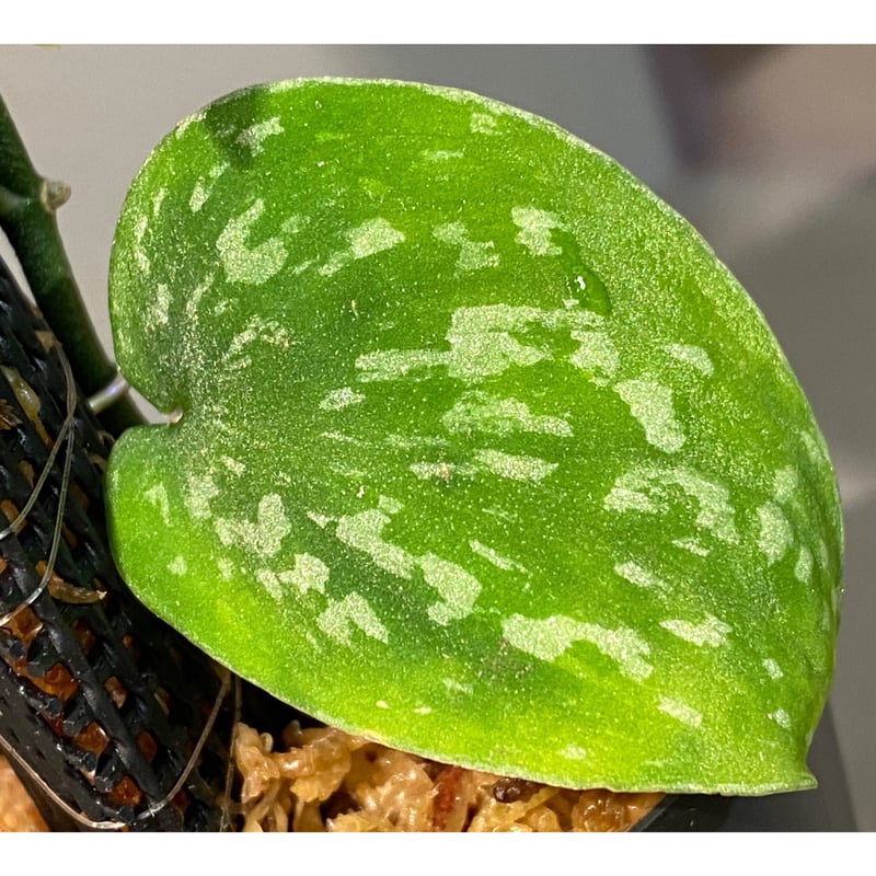 Scindapsus 'Snake Scale' | M・R・G・R