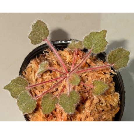 Sonerila dongnathamensis [LA]