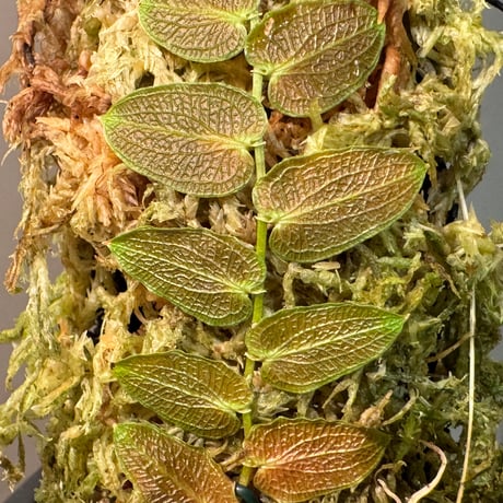 Pothos barberianus from Kapuas fulu West Kalimantan