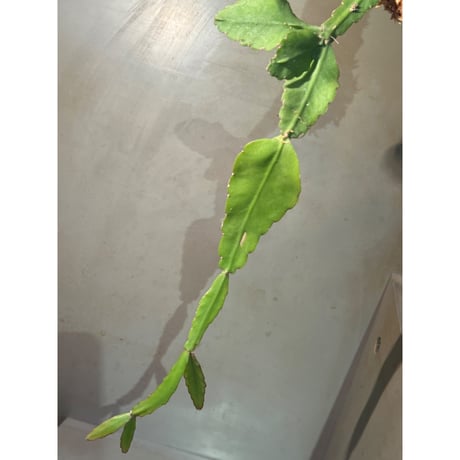Rhipsalis elliptica from Southeast Brazil