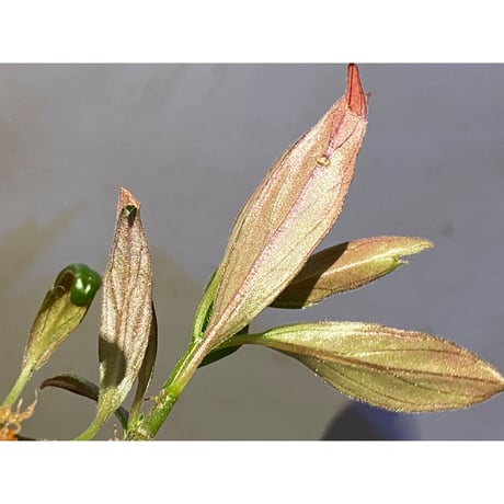 Columnea cf. crassifolia from Colombia [LA0316-03-f1]