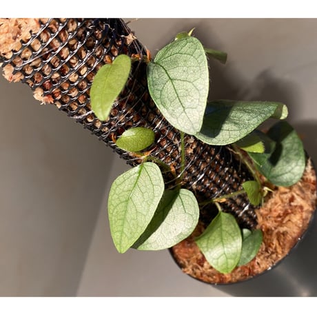 Ficus sp. from Murung raya [LA0515-05]
