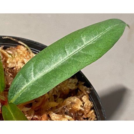 Labisia sp. from "Lebong" Bengkulu [TB]
