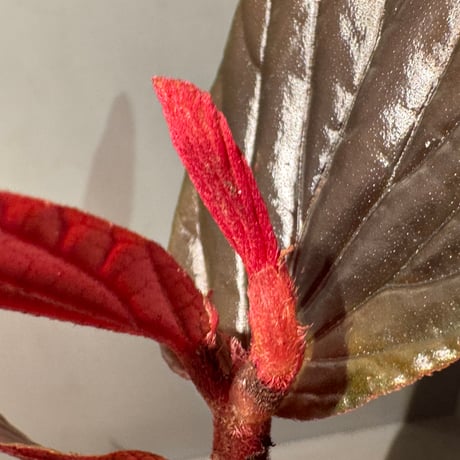 Begonia sp. from Kapuas hulu West Kalimantan