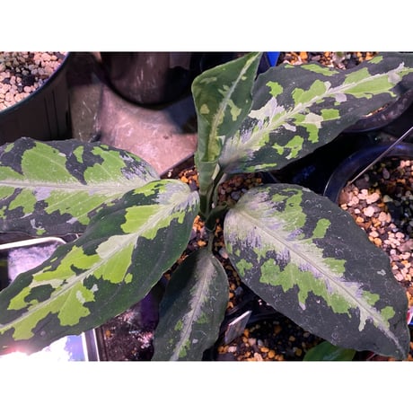 Aglaonema pictum tricolor from Aceh sumatera [LA0913-M2]