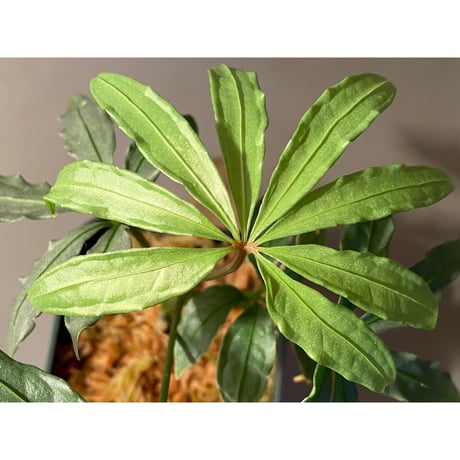 Anthurium polyschistum