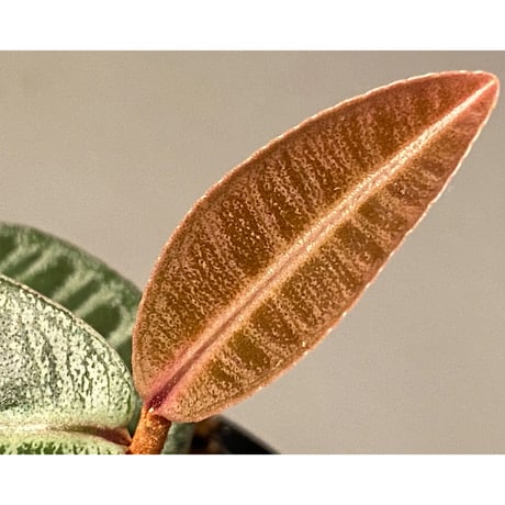 Labisia sp. from Riau sumatera
