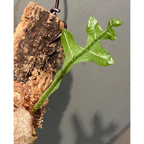 Drynaria bonii from Savannakhet Laos
