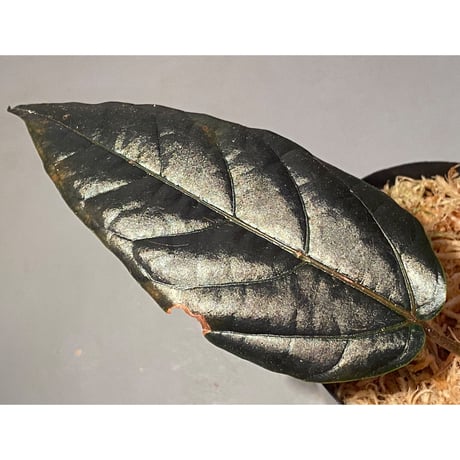 Pterisanthes sp. from Sidikalang [R0817-01c]