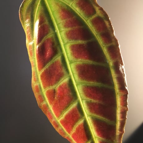 Monolena primuliflora