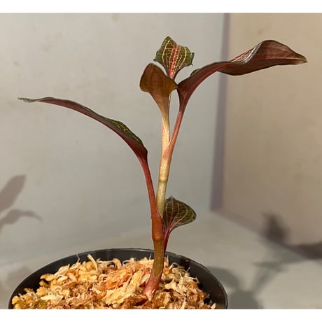 Goodysia Hachidisia Type [GK20-011]