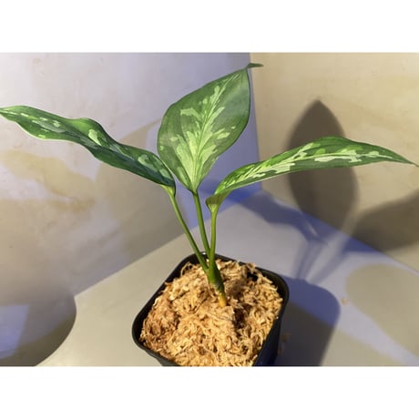 Aglaonema pictum tricolor from Aceh sumatera [LA0819-01b]