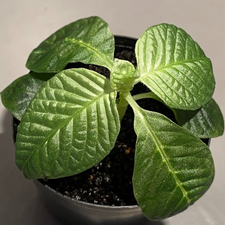 Gesneria sp. from "Kayu lapis" [TB]
