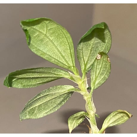 Elatostema sp. from Nopphitam [TK260915]