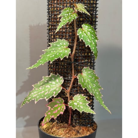 Begonia sp. from Luzon Aurora Philippines 標高500m付近　[KSB]