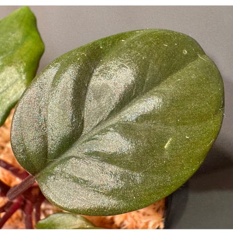 Homalomena terajaensis "Labi" Brown Brunei [TB]