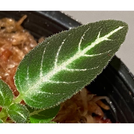 Gesneriaceae gen. from Kalimantan Barat